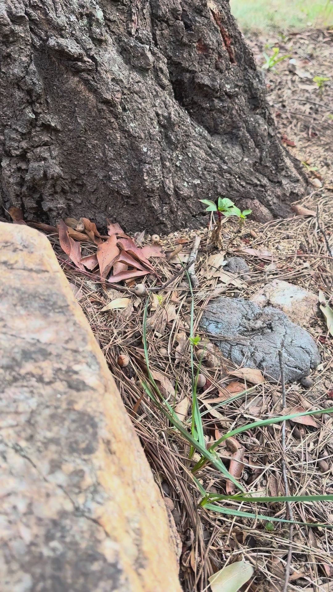 Video: SoftWell Oat Milk + Honey soap bar on natural stone beside a tree